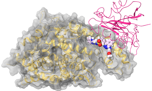 ACE2 - Site 3 - Nearby Spike Binding Interface