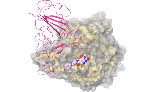 ACE2 - Site 4 - Nearby Spike Binding Interface
