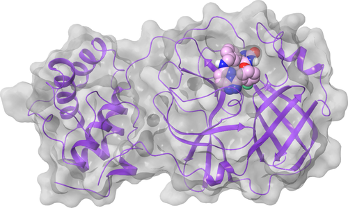 nsp5 (Mpro) - Active Site