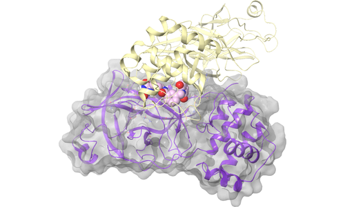 nsp5 (Mpro) - Dimerization Site