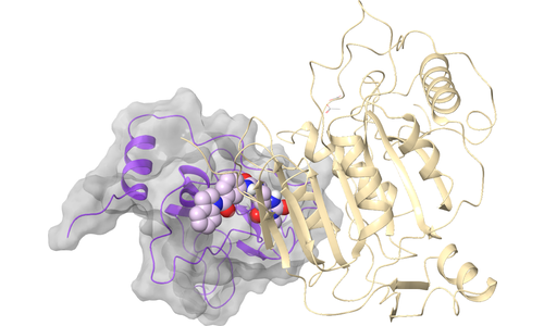 nsp10 - Site 1 - nsp14/nsp16 Binding Interface