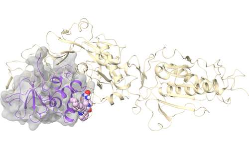 nsp10 - Site 2 - nsp14 Binding Interface