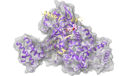 RdRp (nsp12) - nsp8 Binding Interface