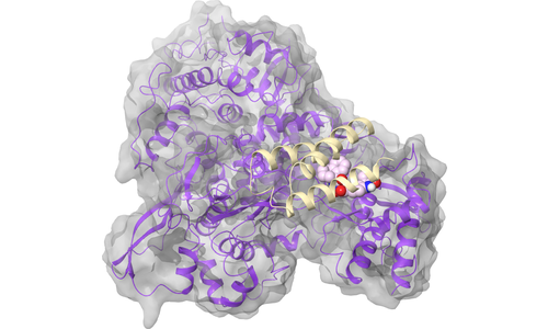 RdRp (nsp12) - nsp7 Binding Site