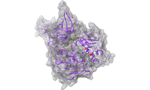 nsp13 - Active Site