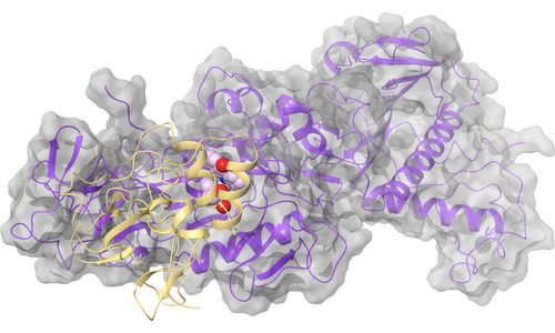 nsp14 (ExoN, N7-MTase) - nsp10 Binding Interface
