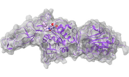 nsp14 (ExoN, N7-MTase) - ExoN Active Site