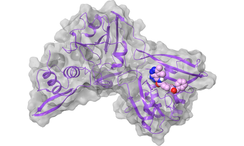 nsp15 (XendoU) - Active Site