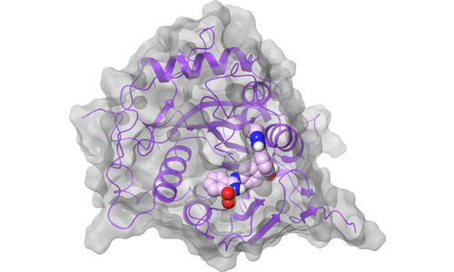 nsp16 (2′-O-MTase) - Active Site