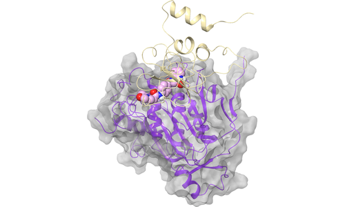 nsp16 (2′-O-MTase) - nsp10 BInding Interface