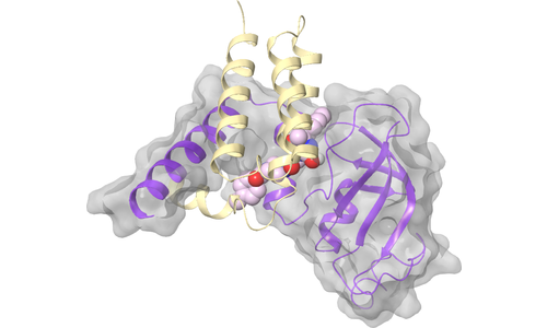 nsp8 - nsp7 Binding Interface