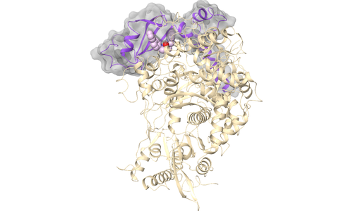 nsp8 - nsp12 Binding Interface