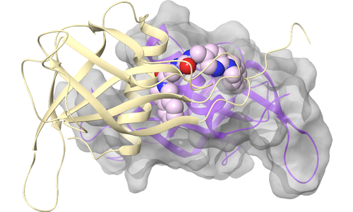 nsp9 - Dimerization Interface - Site 1
