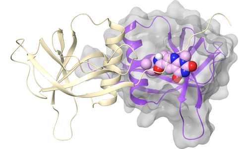 nsp9 - Dimerization Interface - Site 2