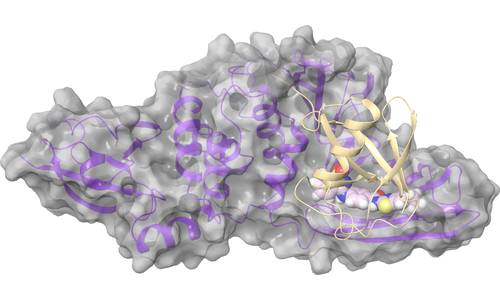 nsp3 - PLpro - DUB Binding Site