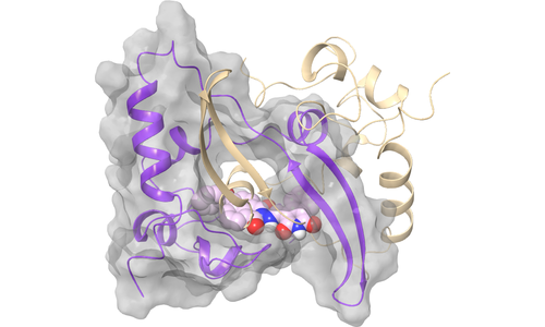 Nucleoprotein (N) - CTD Dimerization Interface