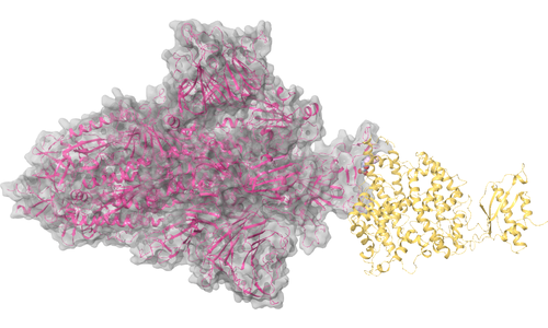 Spike Protein - ACE2 Binding Site 