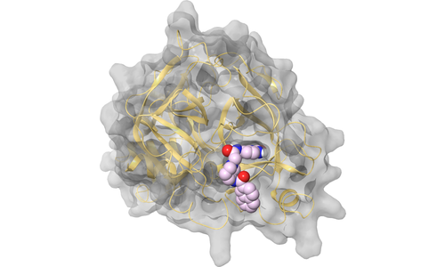 TMPRSS2 - Active Site