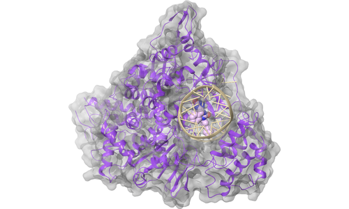 RdRp (nsp12) - Nucleotide Binding Site