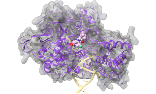 RdRp (nsp12) - RNA Binding Site 2