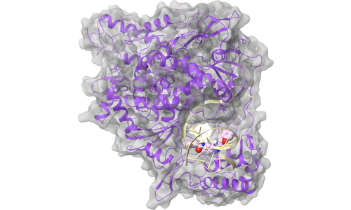 RdRp (nsp12) - RNA Binding Site 1