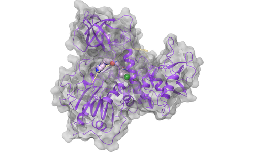 Helicase - RNA Binding Site 1