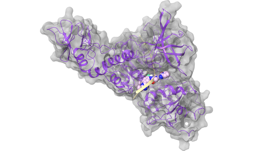 Helicase - RNA Binding Site 2