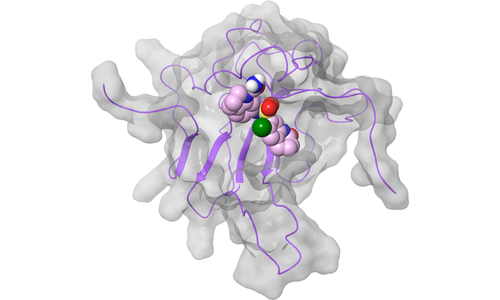 Nucleoprotein (N) - NTD RNA Binding Interface