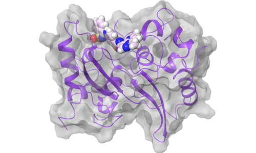 Nucleoprotein (N) - CTD Oligomerization Interface