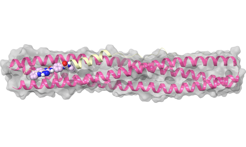 Spike Protein - HR1 Domain - HR2 Binding Interface